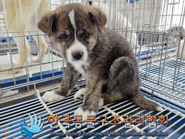 한국동물구조관리협회_441382202300299