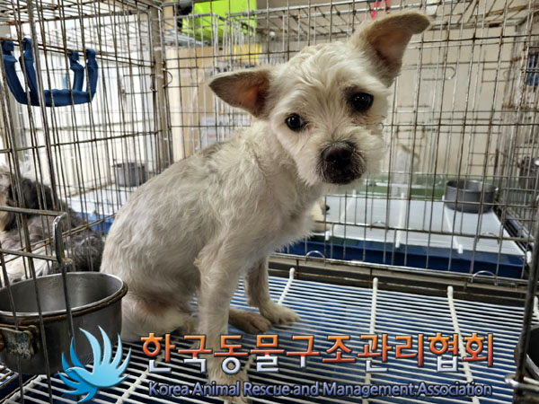 한국동물구조관리협회_441559202300348