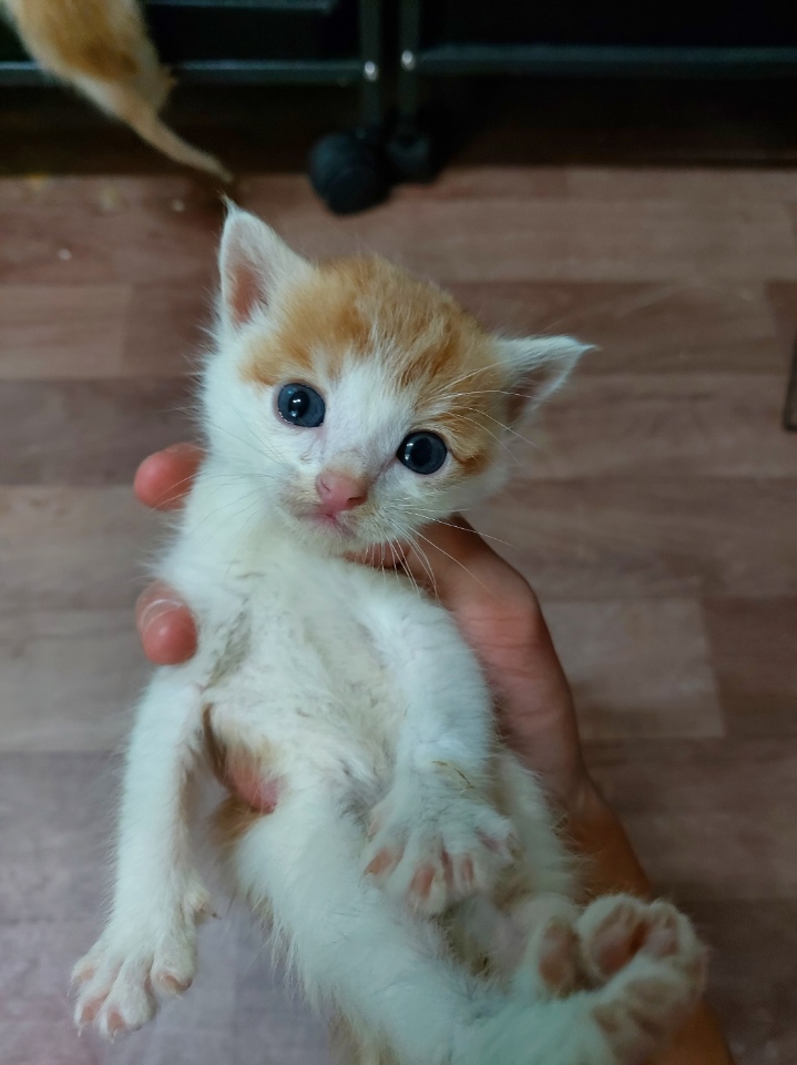 남해군유기동물보호소_448543202300120