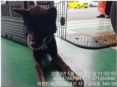 대전동물보호센터_430366202300264