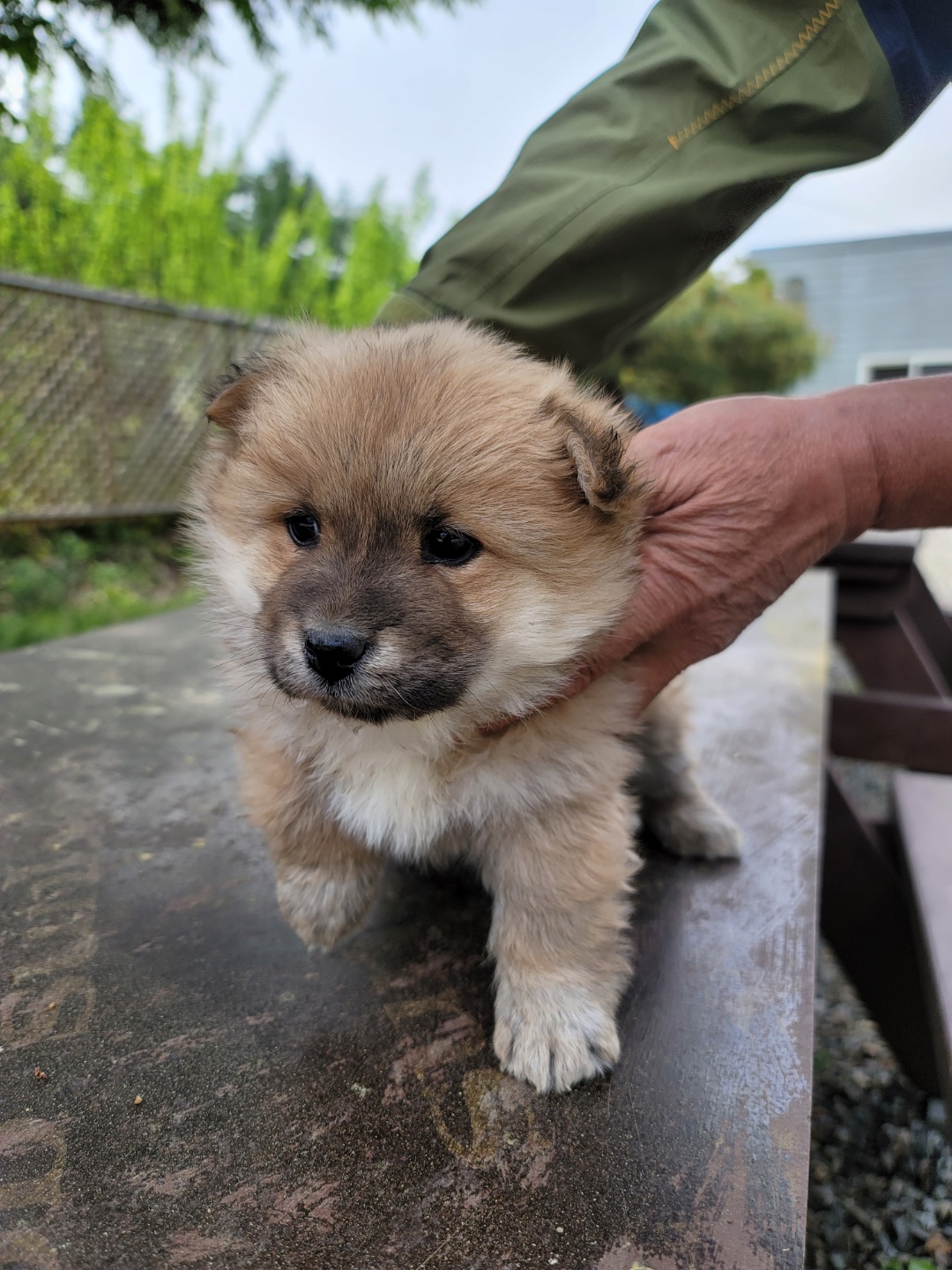 증평 가정견 훈련소_443445202300299