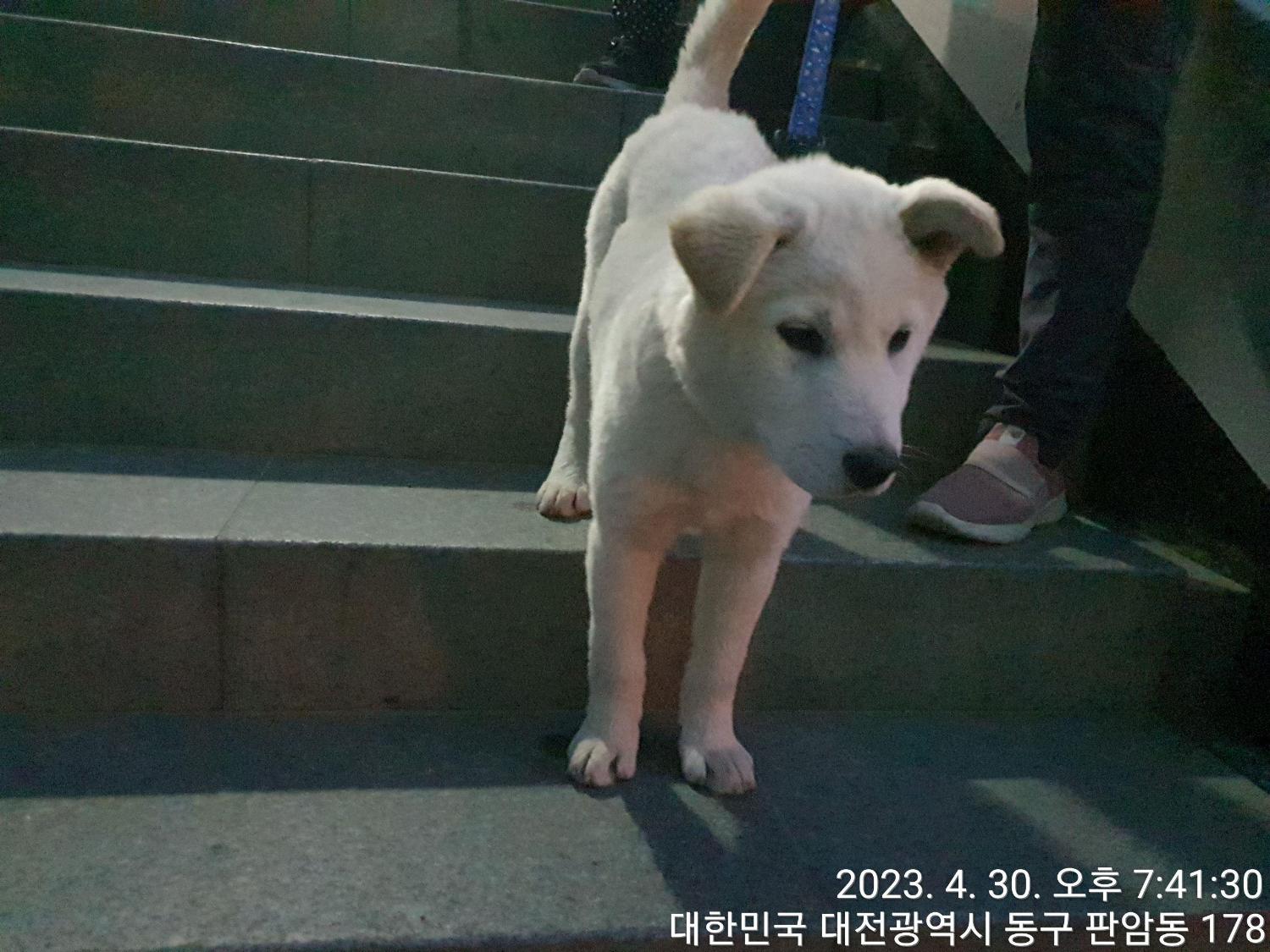 대전동물보호센터_430364202300131