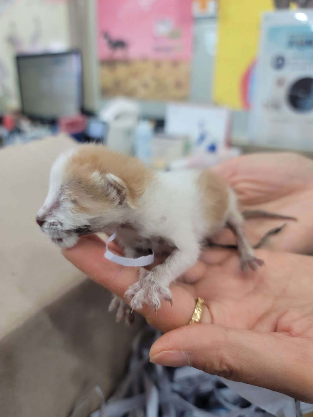 증평 가정견 훈련소_443445202300305