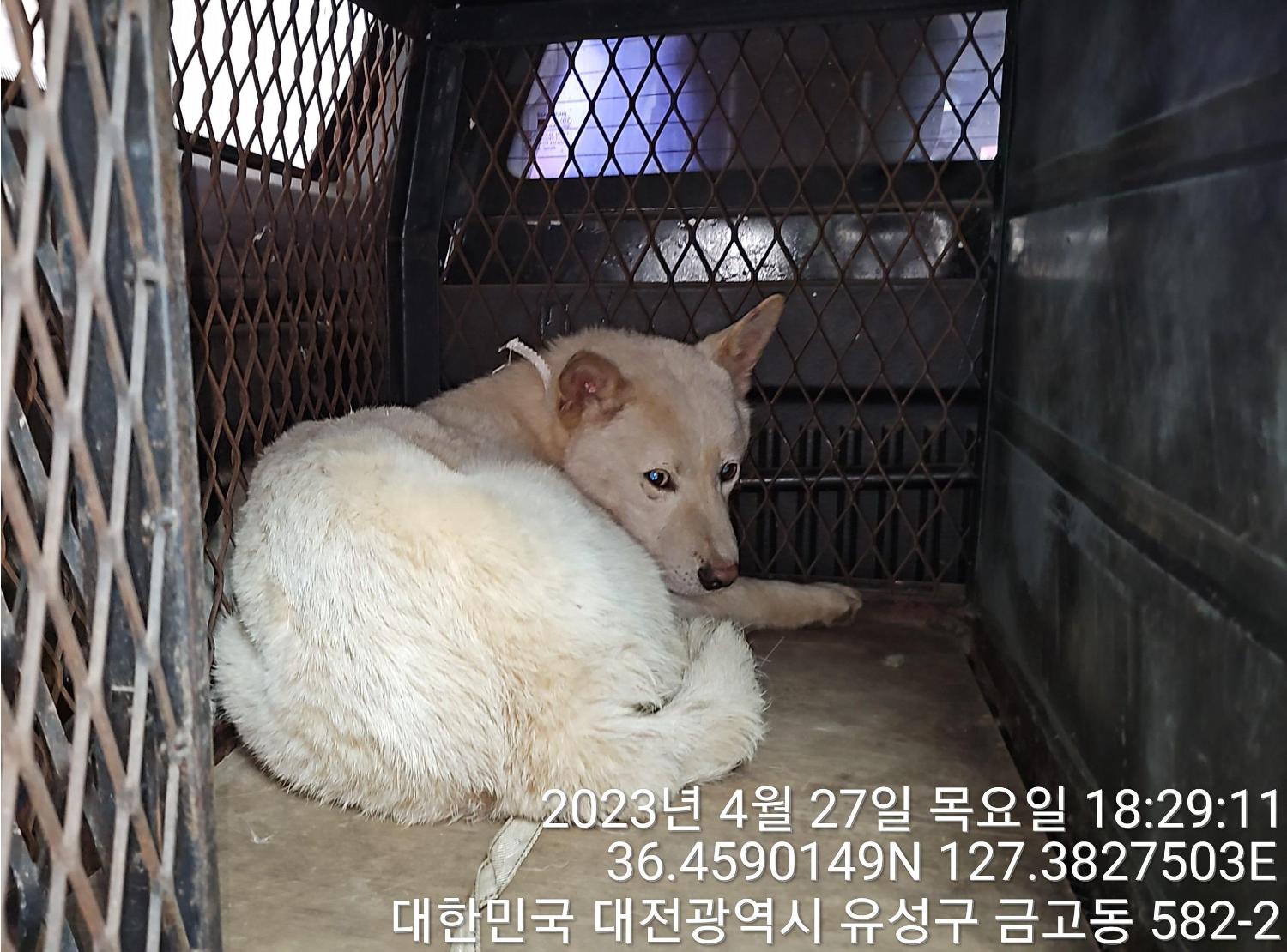 대전동물보호센터_430364202300136