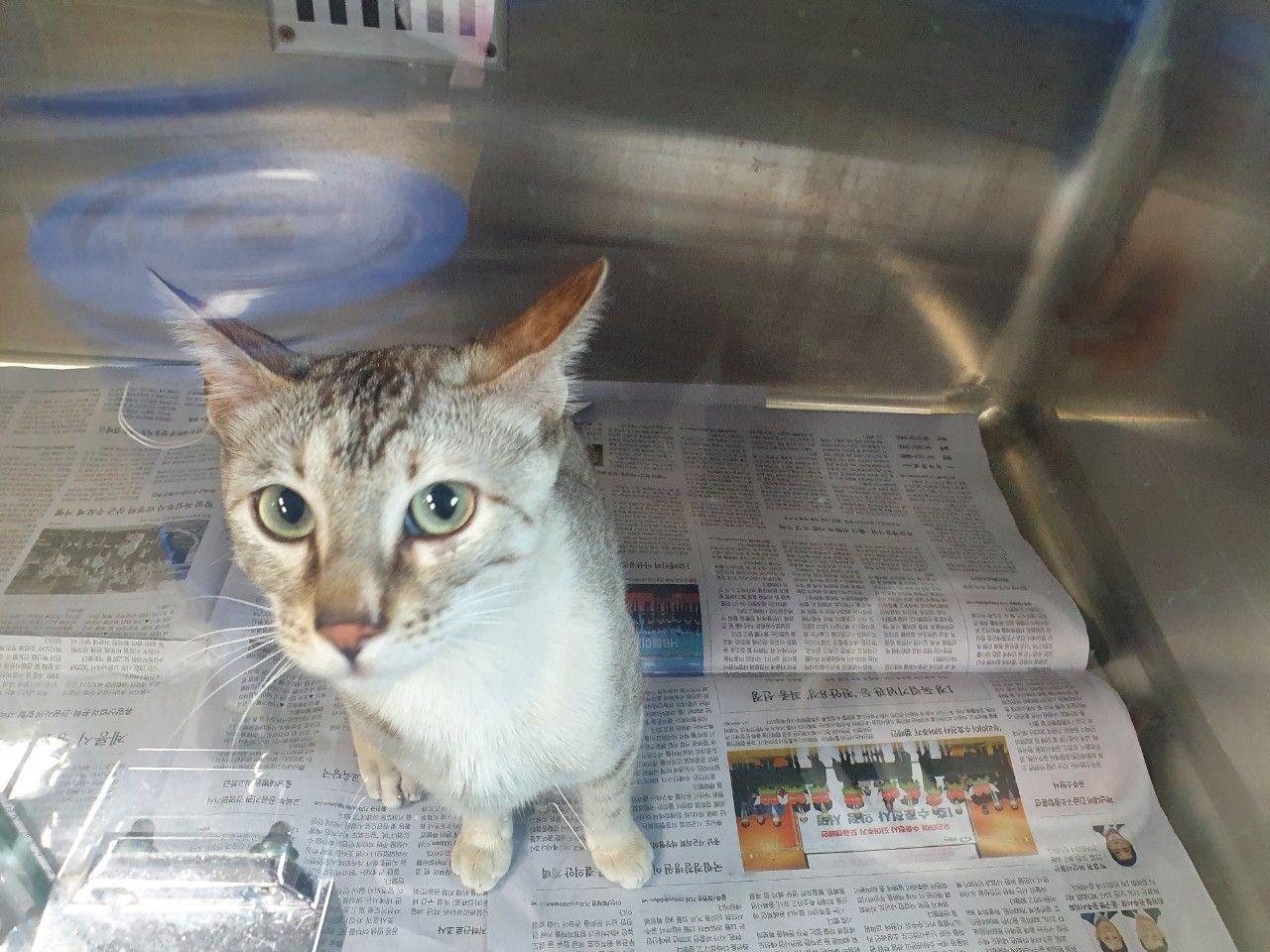 대전동물보호센터_430364202300129