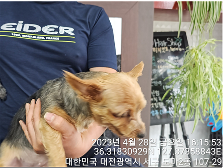 대전동물보호센터_430366202300263