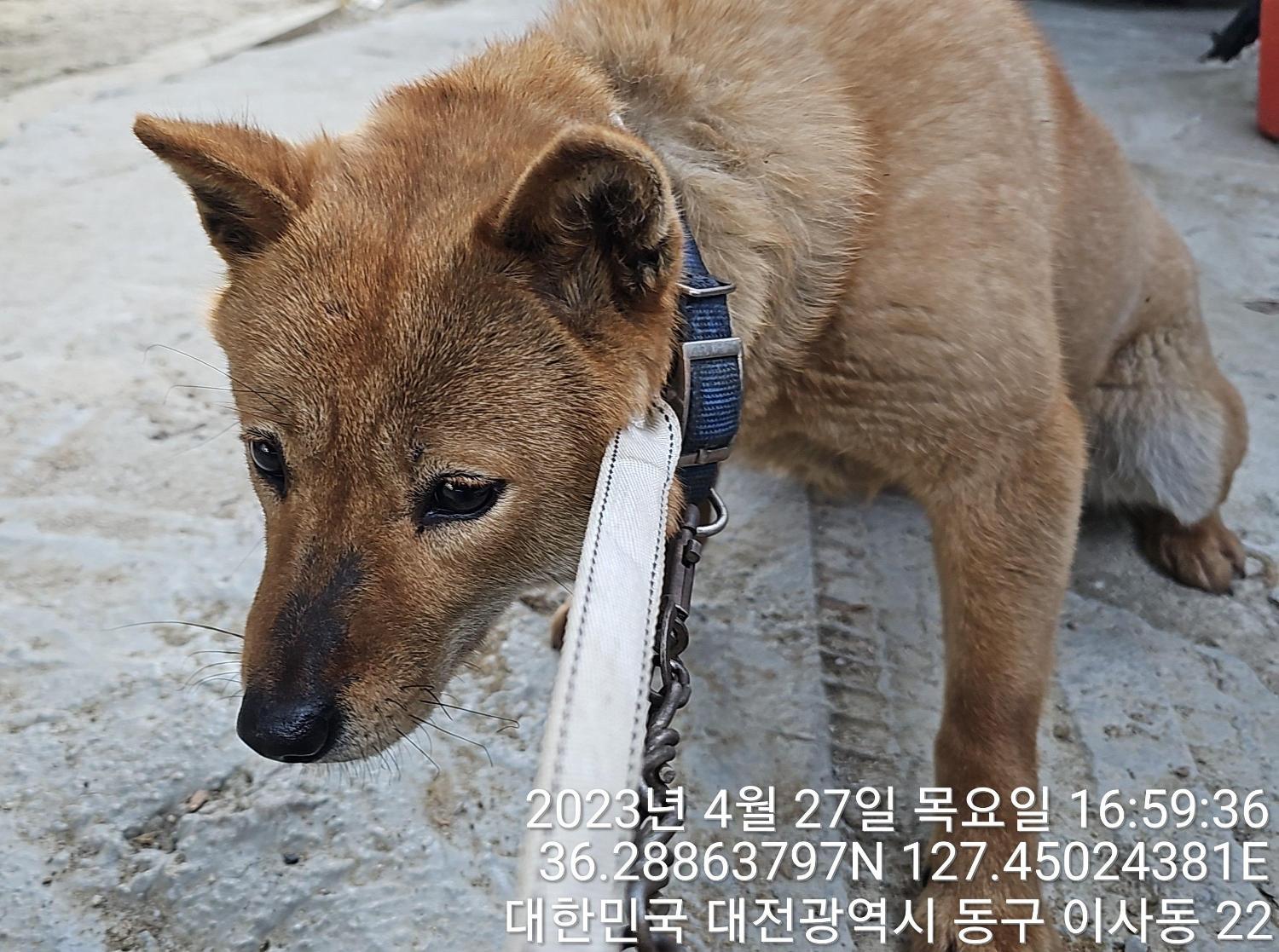 대전동물보호센터_430364202300133