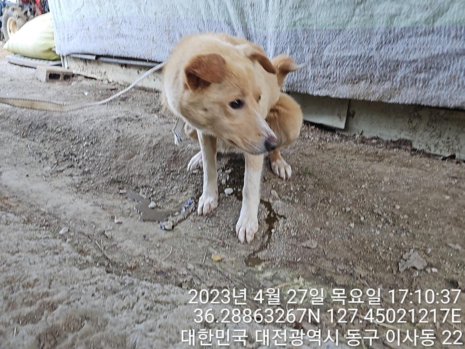 대전동물보호센터_430364202300135
