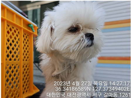 대전동물보호센터_430366202300261