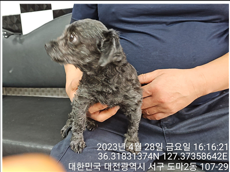 대전동물보호센터_430366202300262
