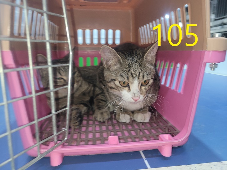신영재동물병원_428355202300189