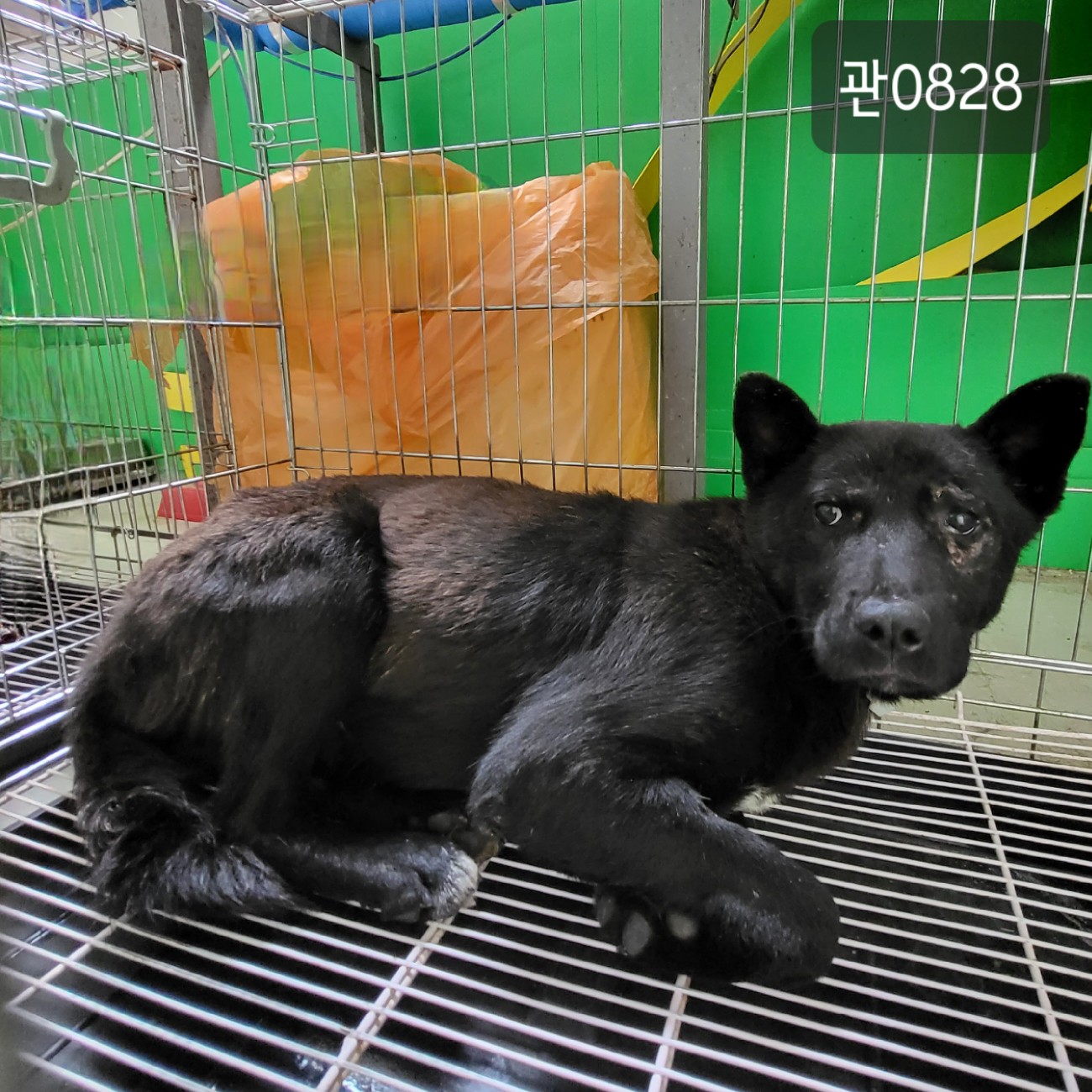 고양시동물보호센터_441394202300828