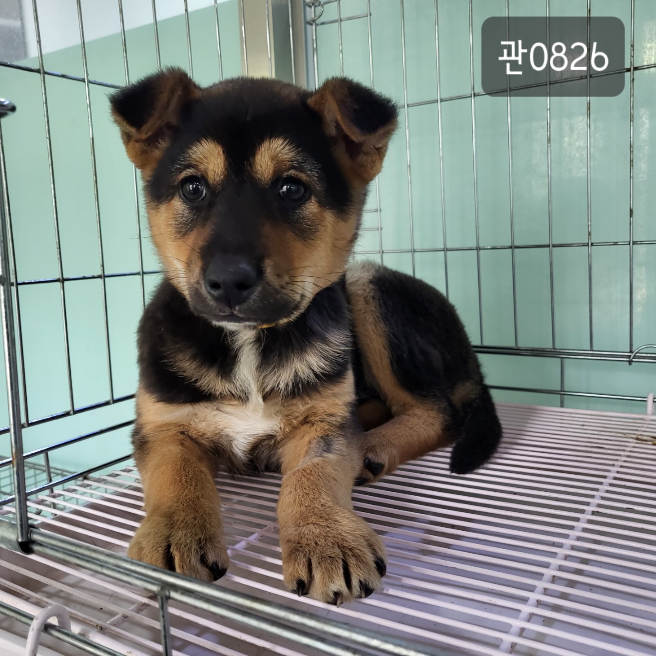 고양시동물보호센터_441394202300826