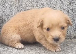 임실유기동물보호센터_445476202300144