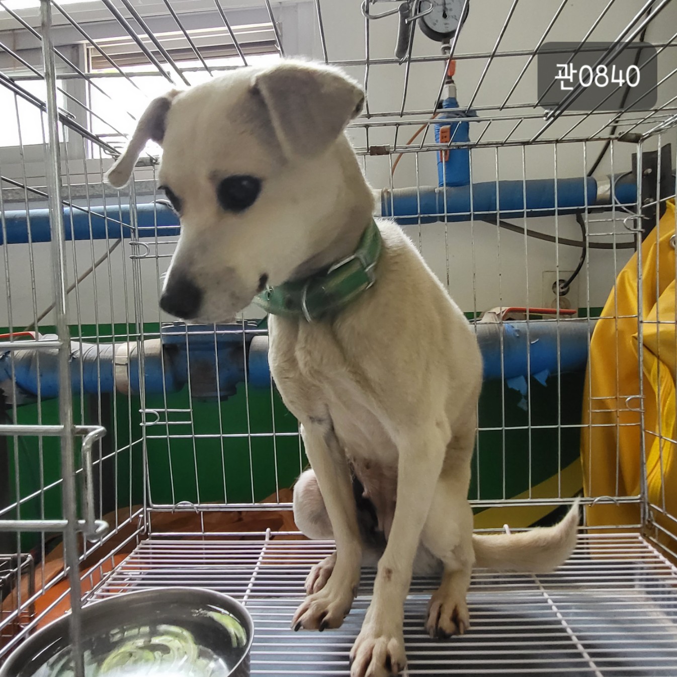 고양시동물보호센터_441394202300840