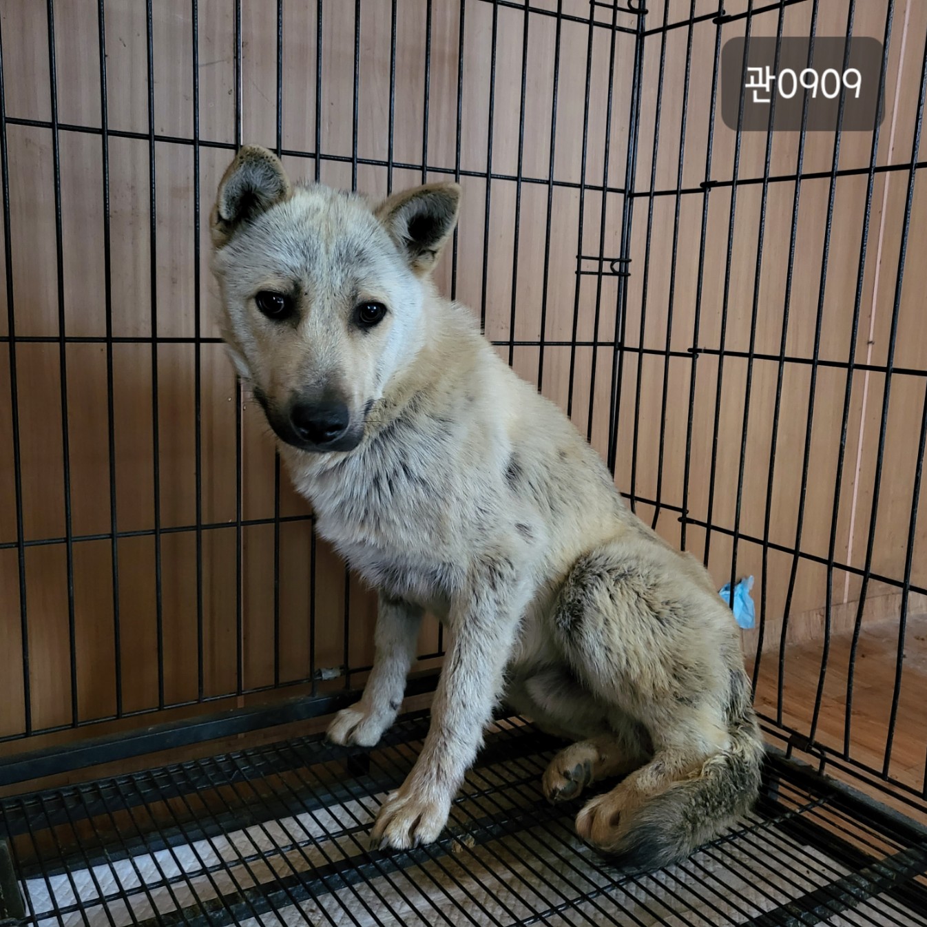 고양시동물보호센터_441394202300909