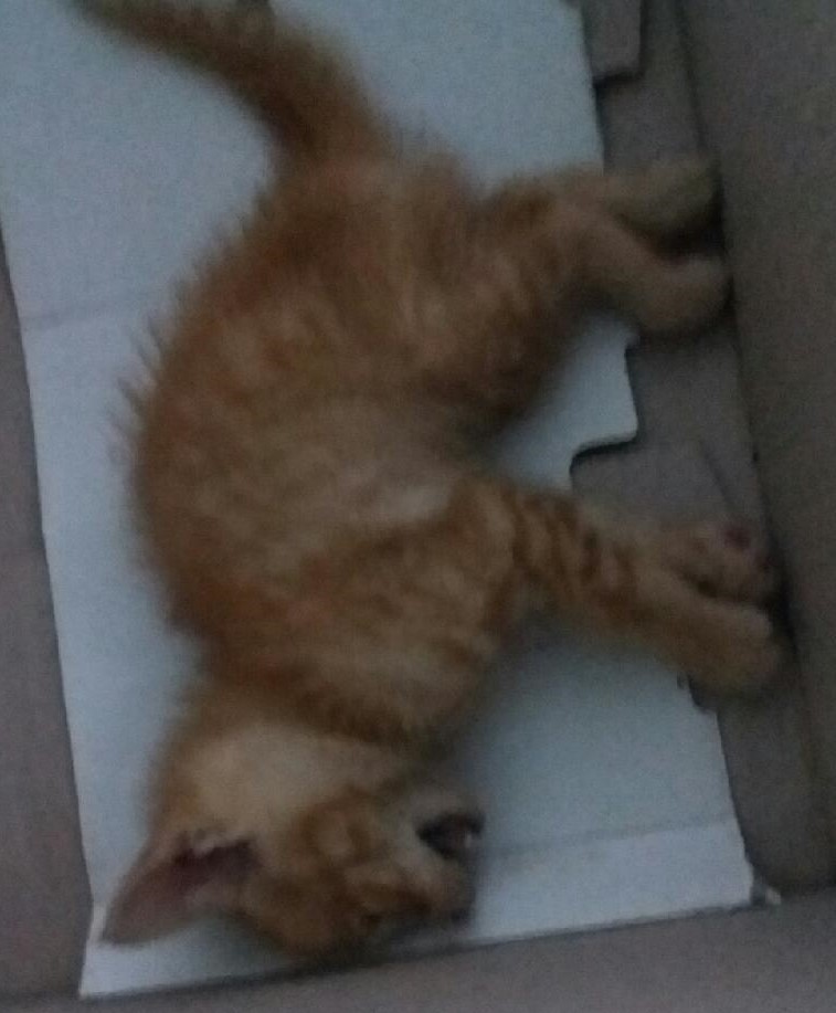 대구유기동물보호협회_427347202300310