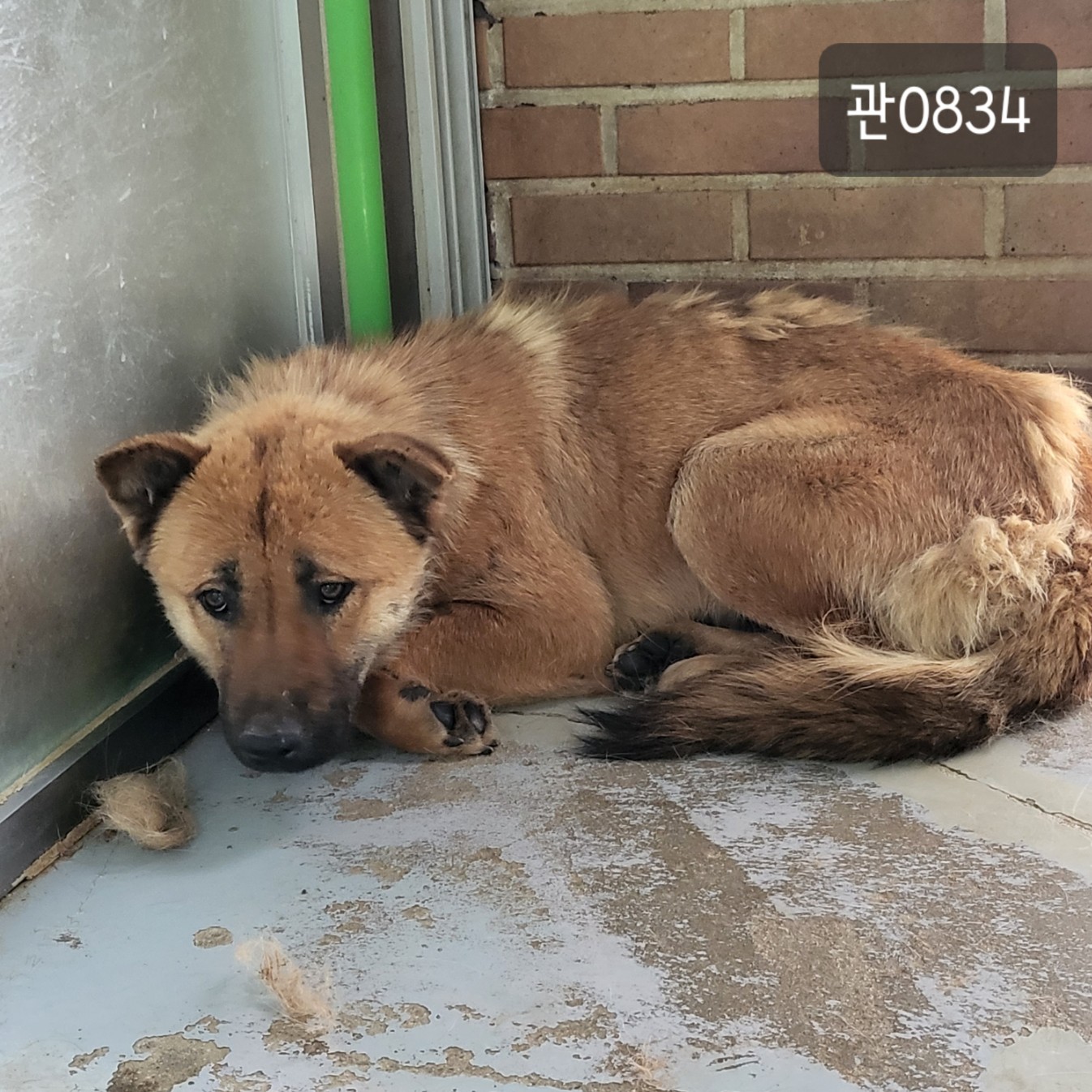 고양시동물보호센터_441394202300834