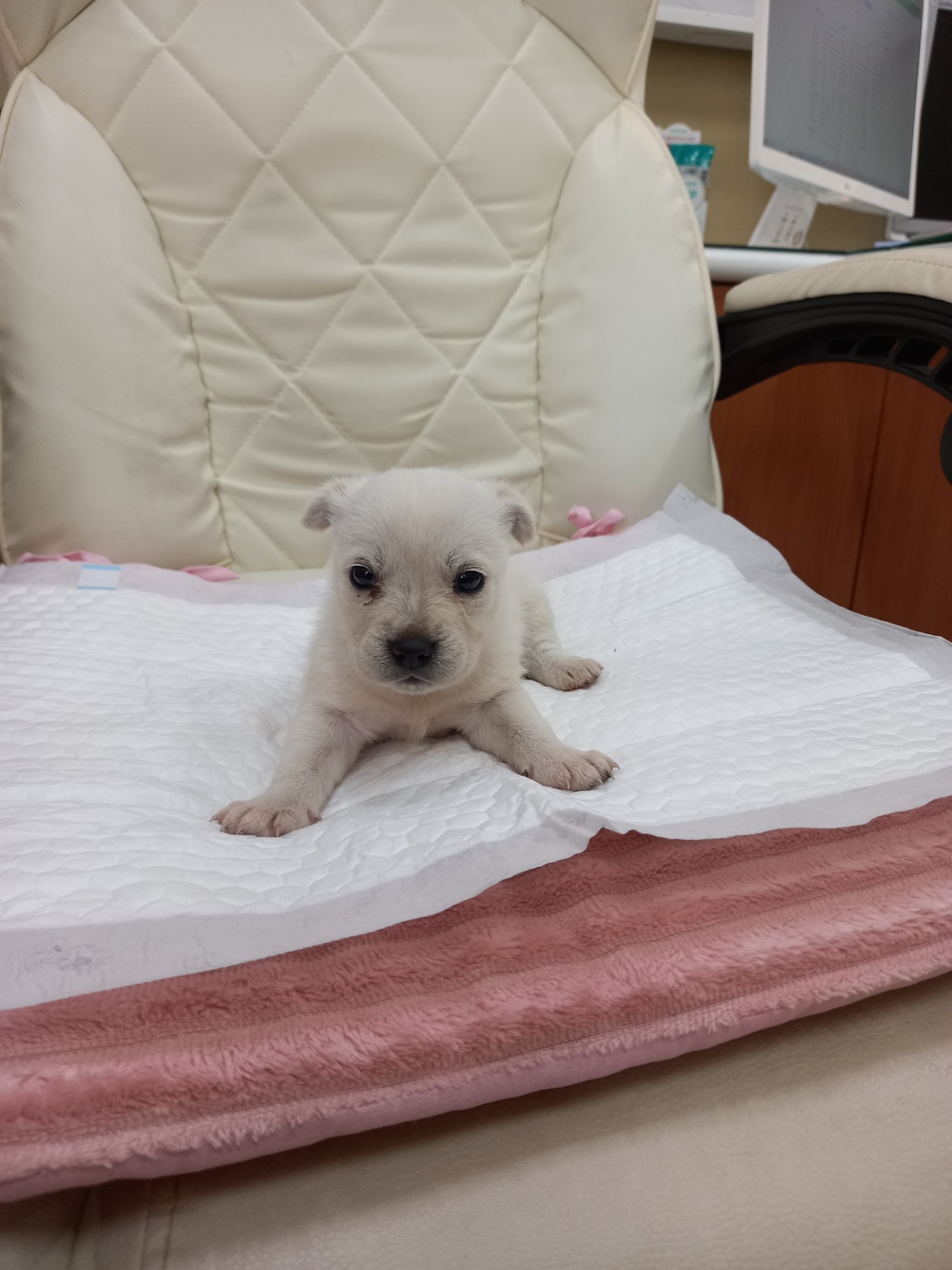 증평동물보호소_443557202300015