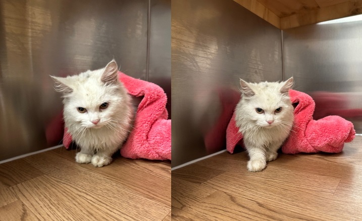 누리동물병원_426335202300098