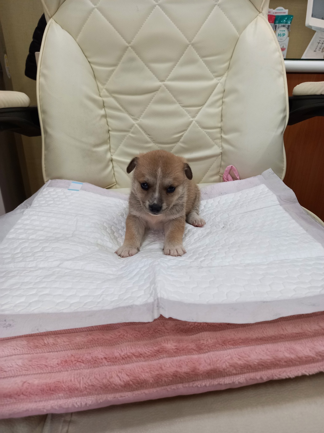 증평동물보호소_443557202300017