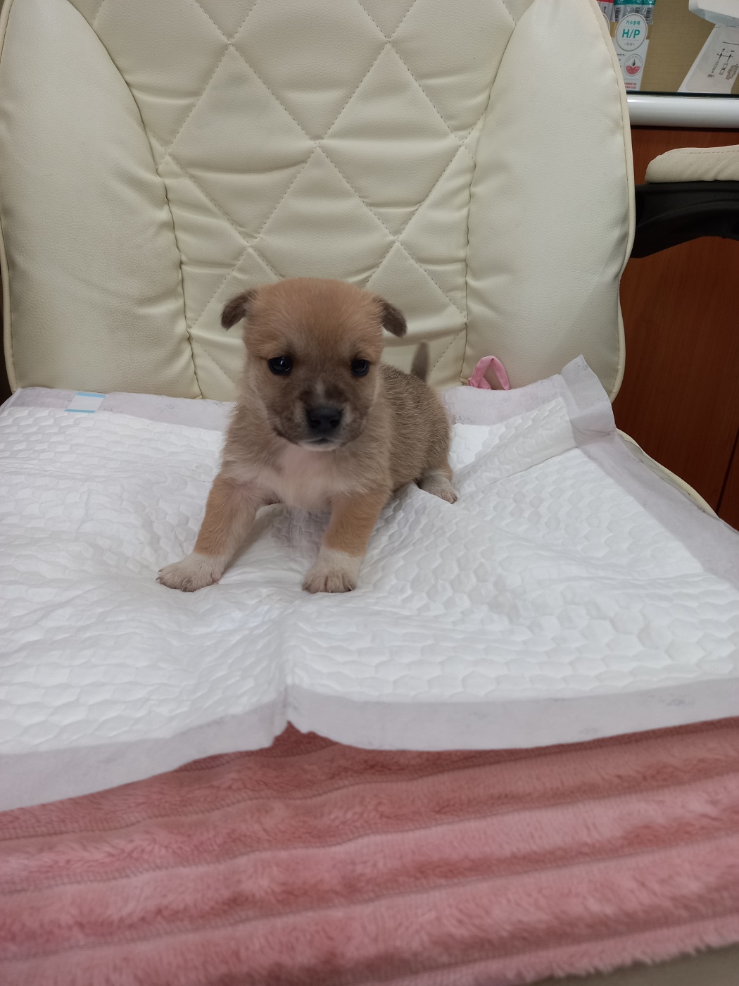 증평동물보호소_443557202300018