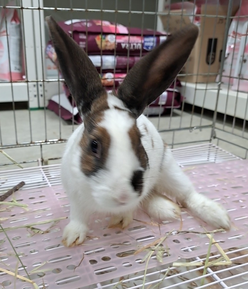 수원시 동물보호센터_441374202300371