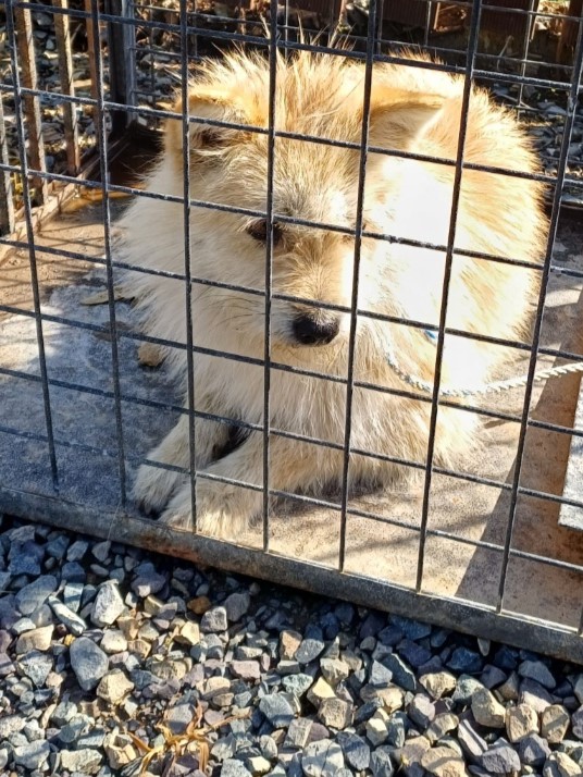 밀양시동물보호센터_448536202300938
