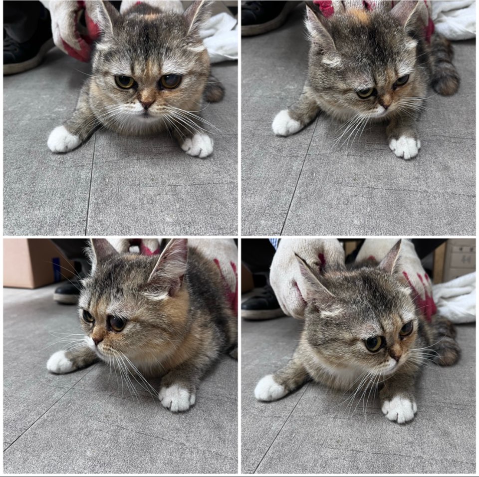 천안시유기동물보호소_444449202300962
