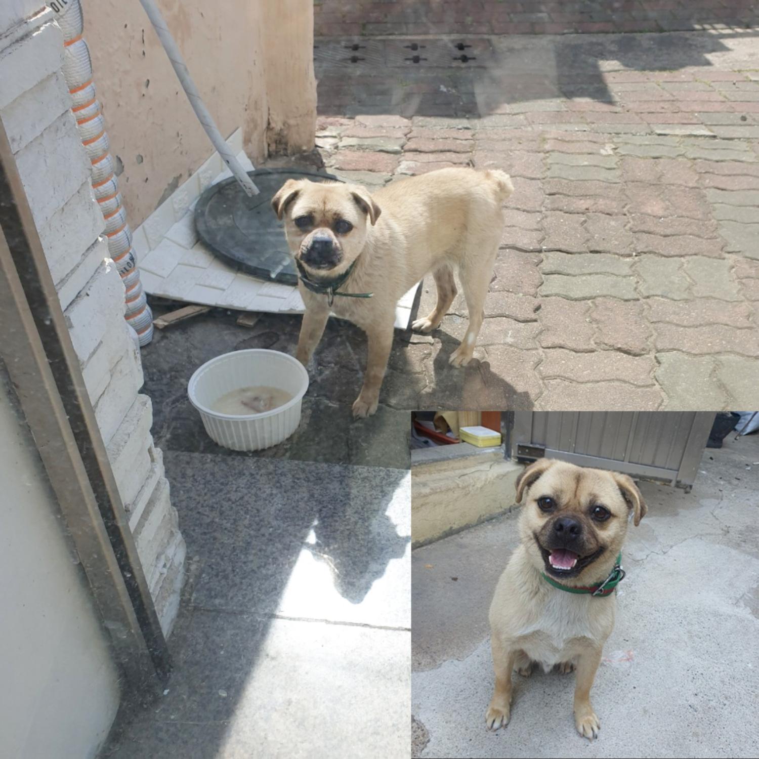 (사)영일동물플러스_447502202300344