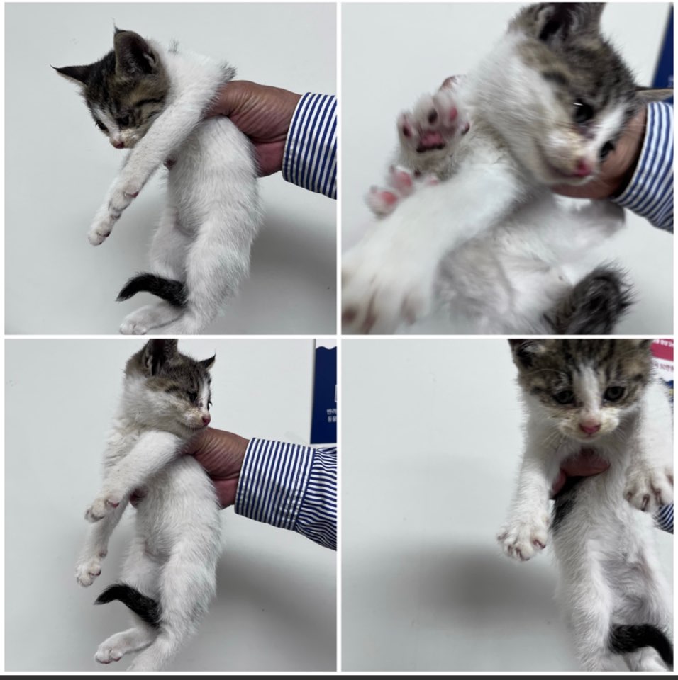천안시유기동물보호소_444449202300959