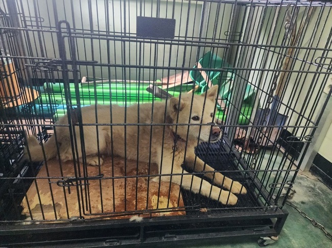 진해유기동물보호소_448532202300370
