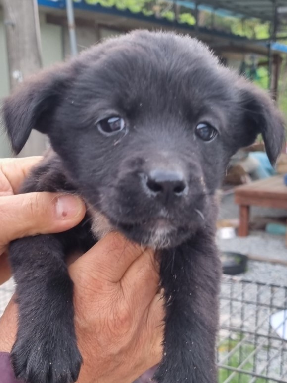 밀양시동물보호센터_448536202300951