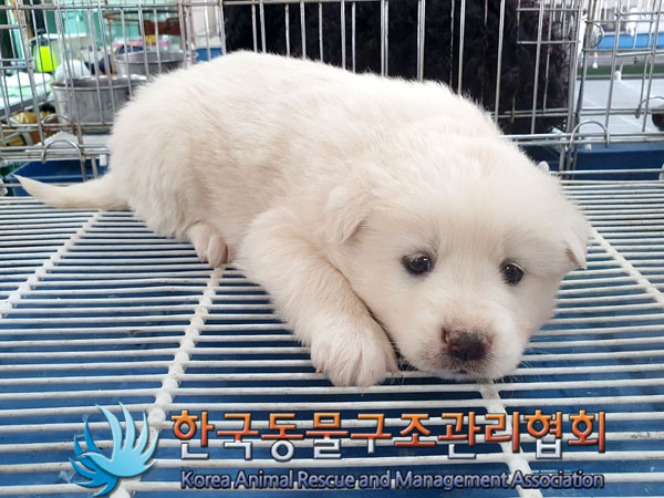 한국동물구조관리협회_441406202300572