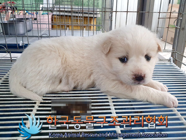 한국동물구조관리협회_441406202300570