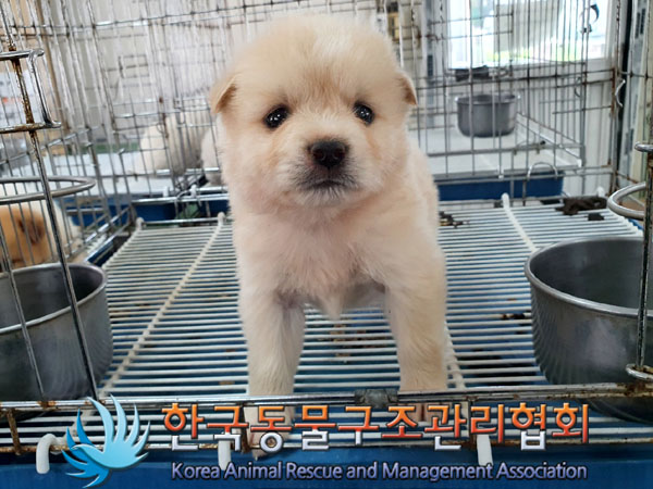 한국동물구조관리협회_441406202300574
