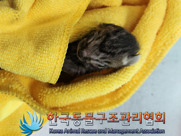 한국동물구조관리협회_441382202300303