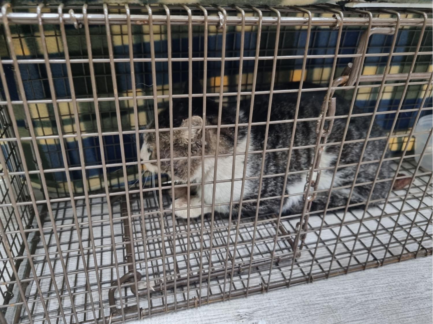 고양시동물보호센터_441394202300929