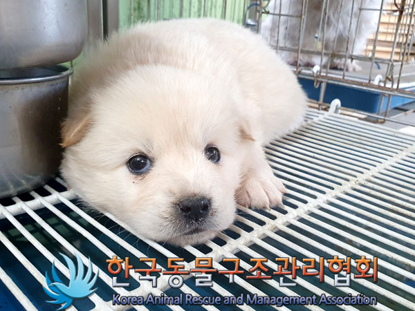 한국동물구조관리협회_441406202300571