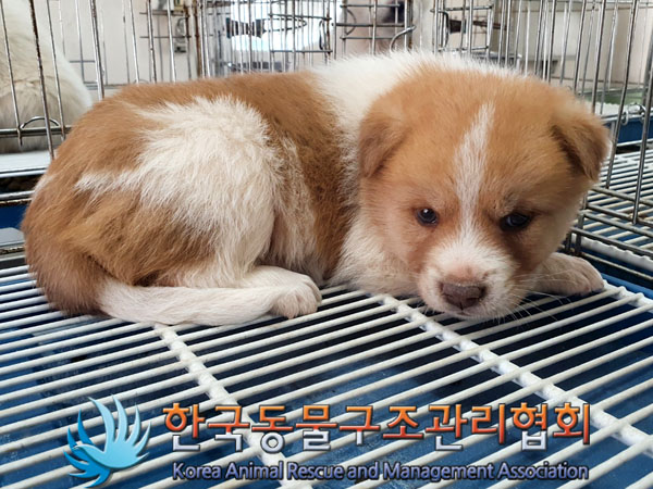 한국동물구조관리협회_441406202300575