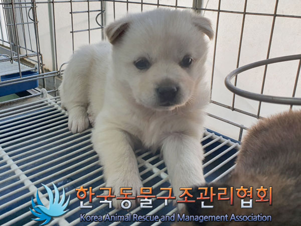한국동물구조관리협회_441409202300655