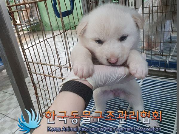 한국동물구조관리협회_441409202300657