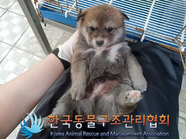 한국동물구조관리협회_441409202300658