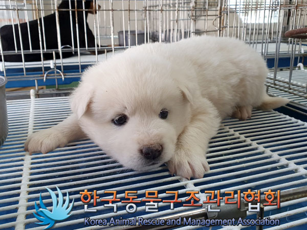 한국동물구조관리협회_441406202300576