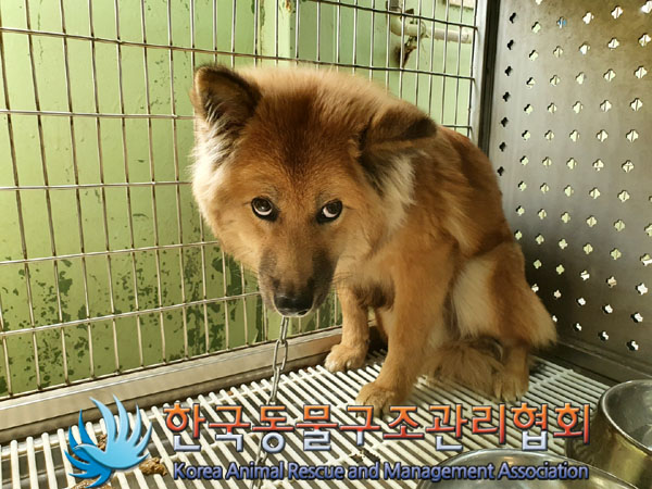 한국동물구조관리협회_441409202300665