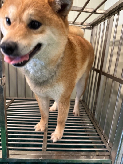 누리동물병원_426333202300245