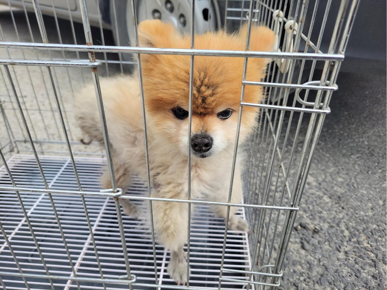 고양시동물보호센터_441394202300944
