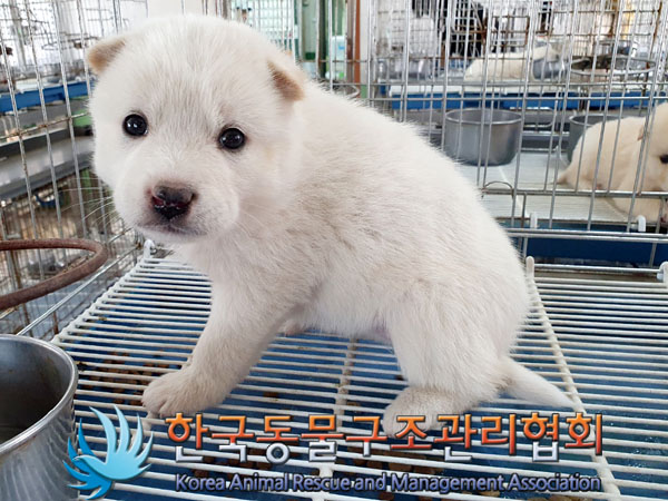한국동물구조관리협회_441409202300661