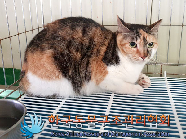 한국동물구조관리협회_411305202300184