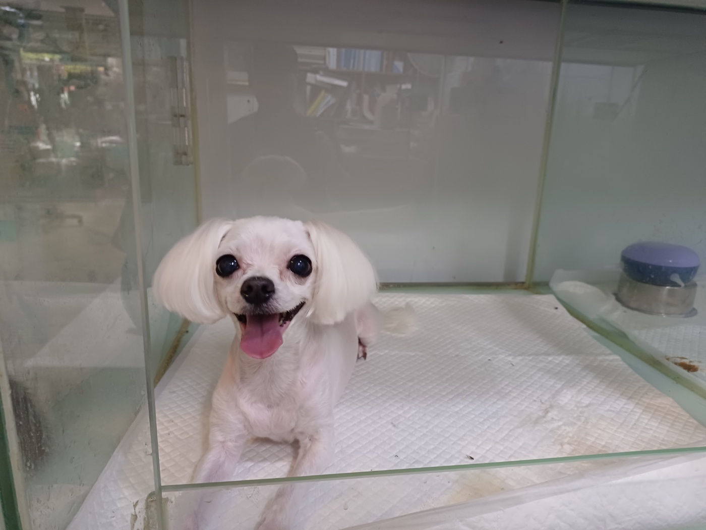행복한동물병원_445464202301727